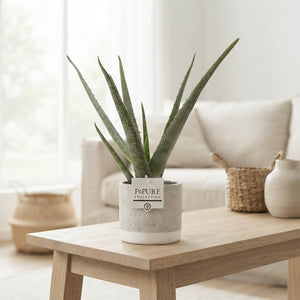 Aloe Vera Plant in Jade Ceramic Pot – 12cm