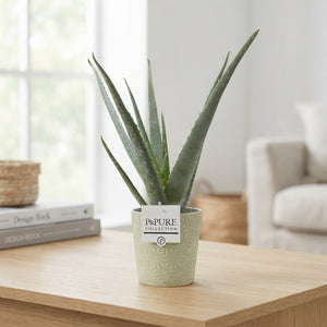 Aloe Vera Plant – 12cm Ceramic Juliette Pot