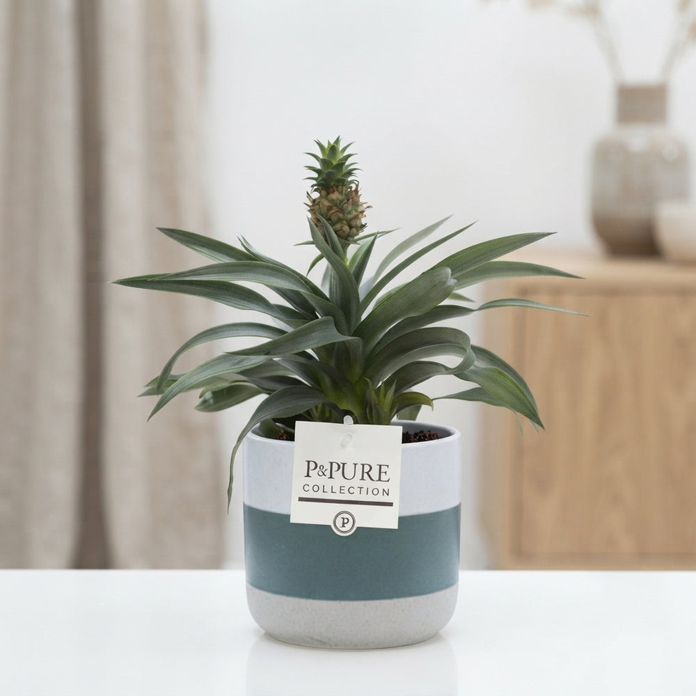Dark Red Pineapple Plant (Ananas) – 12cm Pot