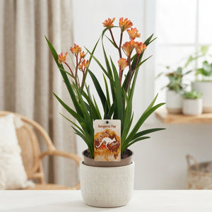 Pink Anigozanthos ‘Beauty’ – 12cm Pot