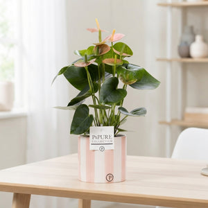 Pink Anthurium ‘Tirza’ – 12cm Ceramic Pot