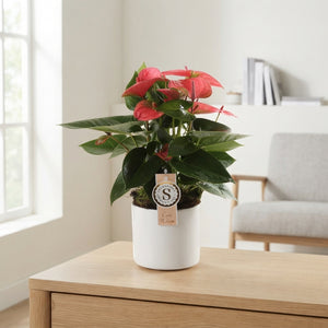 Red Anthurium Houseplant – 12cm Pot, 40cm High