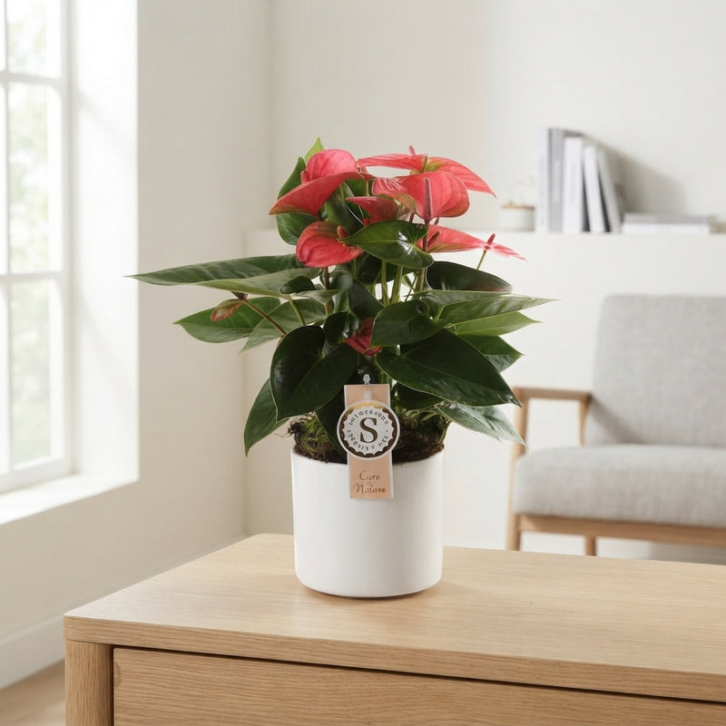 Red Anthurium Houseplant – 12cm Pot, 40cm High