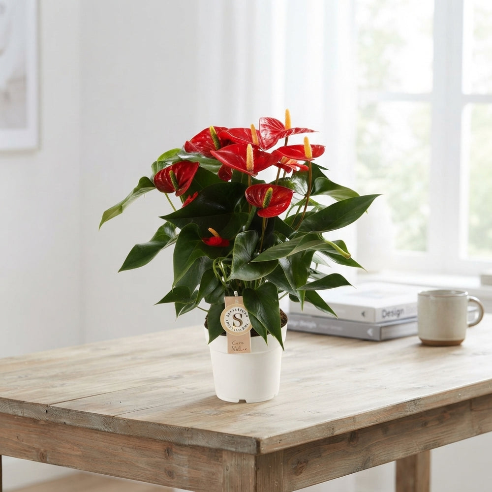 Mixed Anthurium Houseplant – 14cm Pot, 50cm High