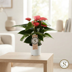 Mixed Anthurium Houseplant – 9cm Pot