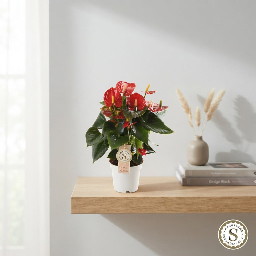 Mixed Anthurium Flowering Houseplant – 12cm Pot