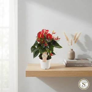 Mixed Anthurium Flowering Houseplant – 12cm Pot