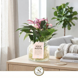 Anthurium Aqua Roots – 12cm Pot, Approx. 40cm