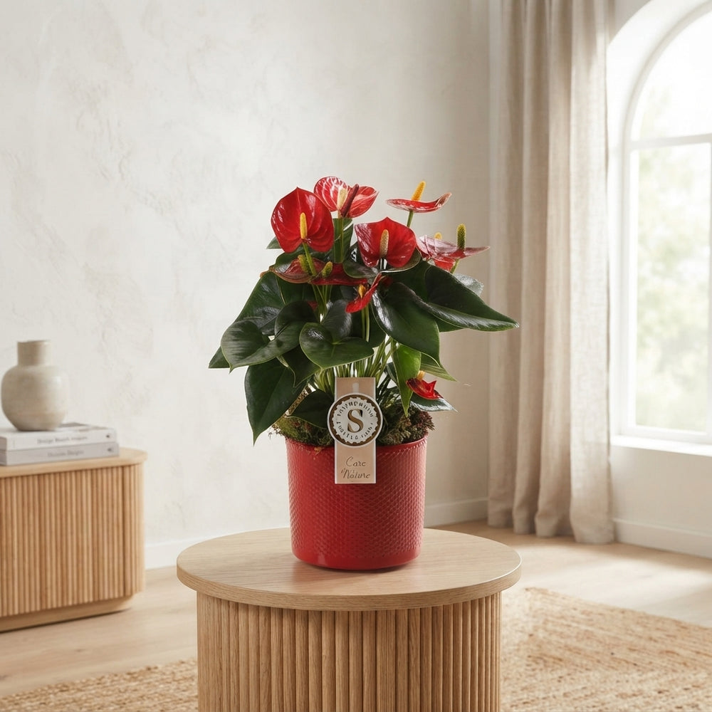 Mixed Anthurium Houseplant – 12cm Ceramic Pot