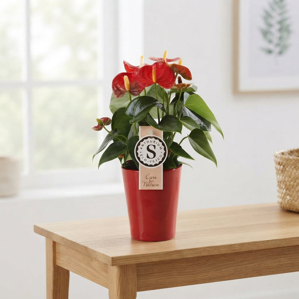 Mixed Anthurium Houseplant – 9cm Ceramic Pot