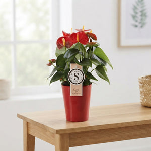 Mixed Anthurium Houseplant – 9cm Ceramic Pot