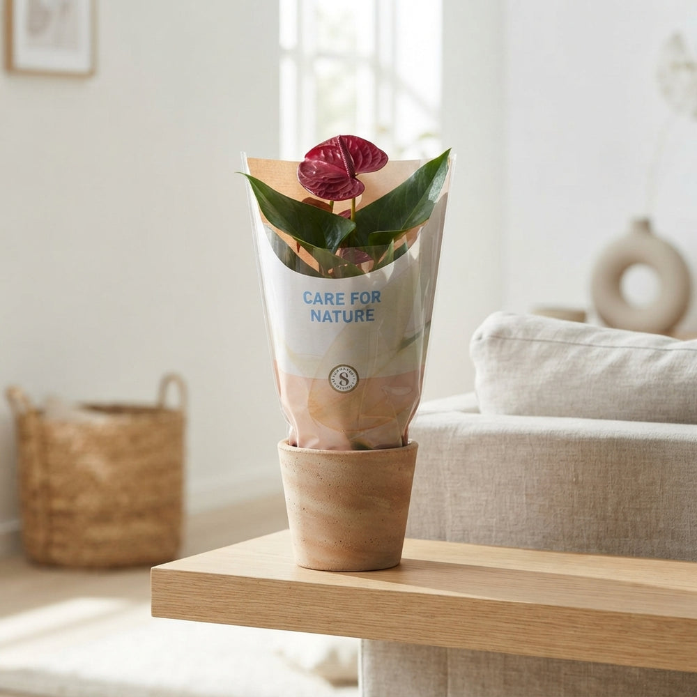 Mixed Anthurium Houseplant – 12cm Pot, 40cm Height