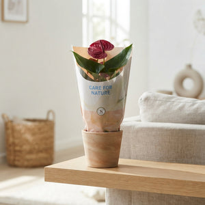 Mixed Anthurium Houseplant – 12cm Pot, 40cm Height