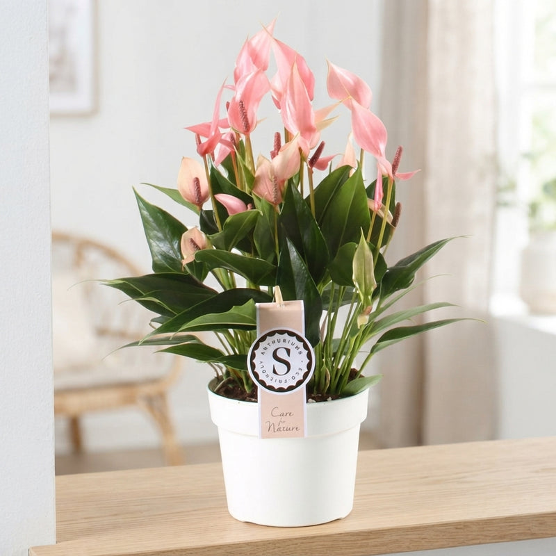 Anthurium Lily – 14cm Pot, Approx. 40cm Height