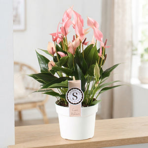 Anthurium Lily – 14cm Pot, Approx. 40cm Height