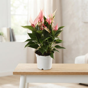 Anthurium Flowering Houseplant – 12cm Pot