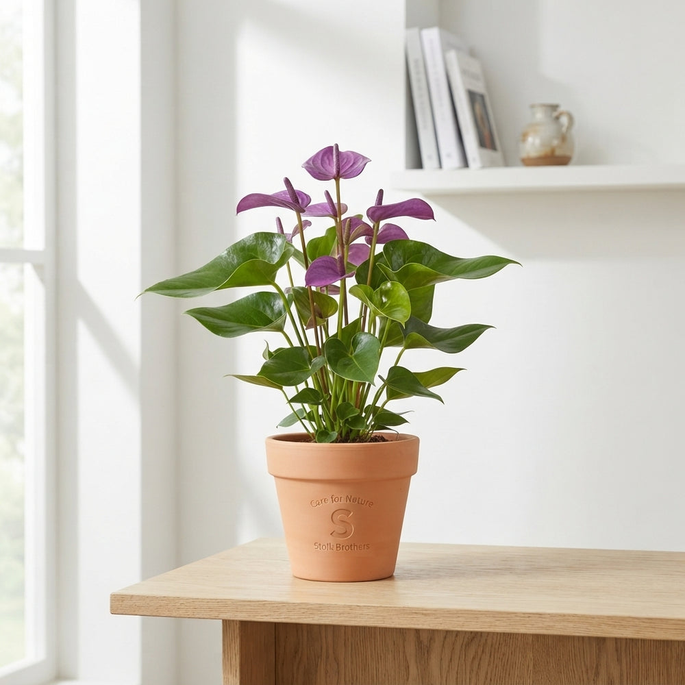Anthurium ‘Feel Green’ – 12cm Pot, 40cm High