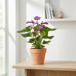 Anthurium ‘Feel Green’ – 12cm Pot, 40cm High
