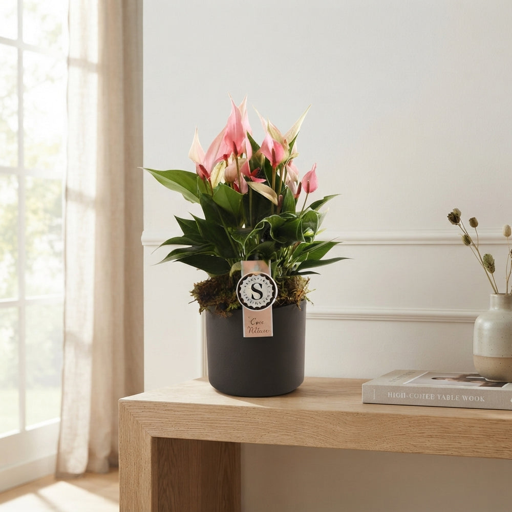 Anthurium Flamingo Flower Plant – 12cm Ceramic Pot