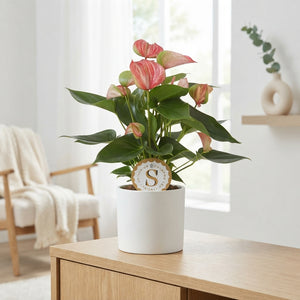 Red Anthurium (Anthurium andraeanum) – 12cm Pot