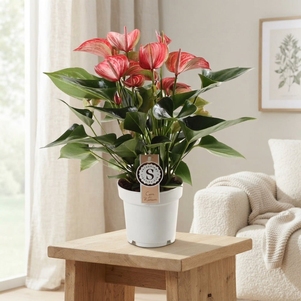Red Anthurium (Anthurium) – 14cm Pot, 50cm Height