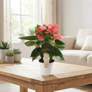 Pink Anthurium ‘Champion’ – 12cm Pot