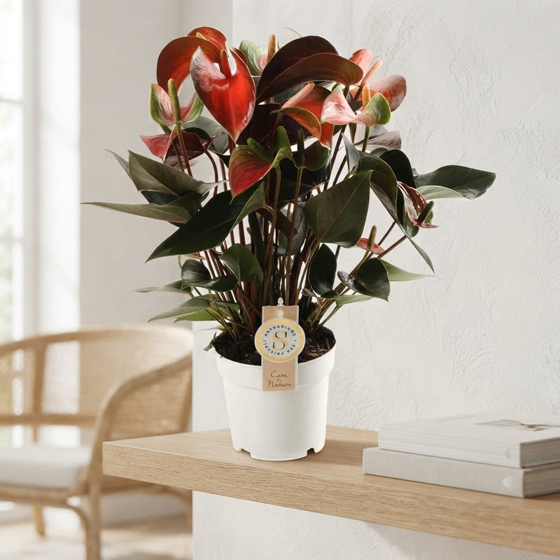 Red Anthurium ‘Champion’ – 14cm Pot, 50cm Tall