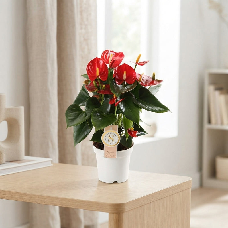 Red Anthurium (Anthurium) – 12cm Pot, 40cm High