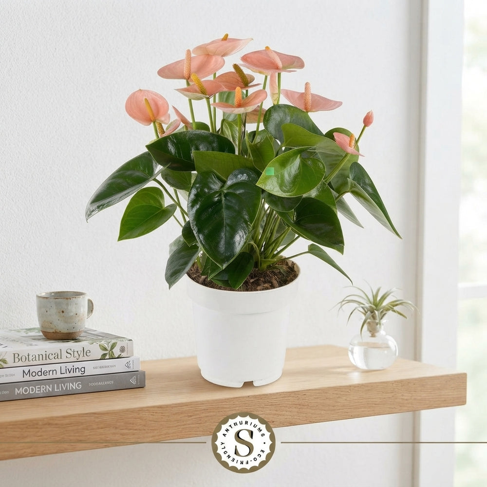 Peach and Pink Anthurium – 14cm Pot