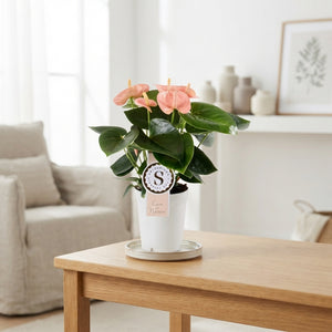 Peach and Pink Anthurium (Anthurium) – 9cm Pot