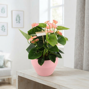 Peach and Pink Anthurium in Lucca Ceramic Pot – 17cm