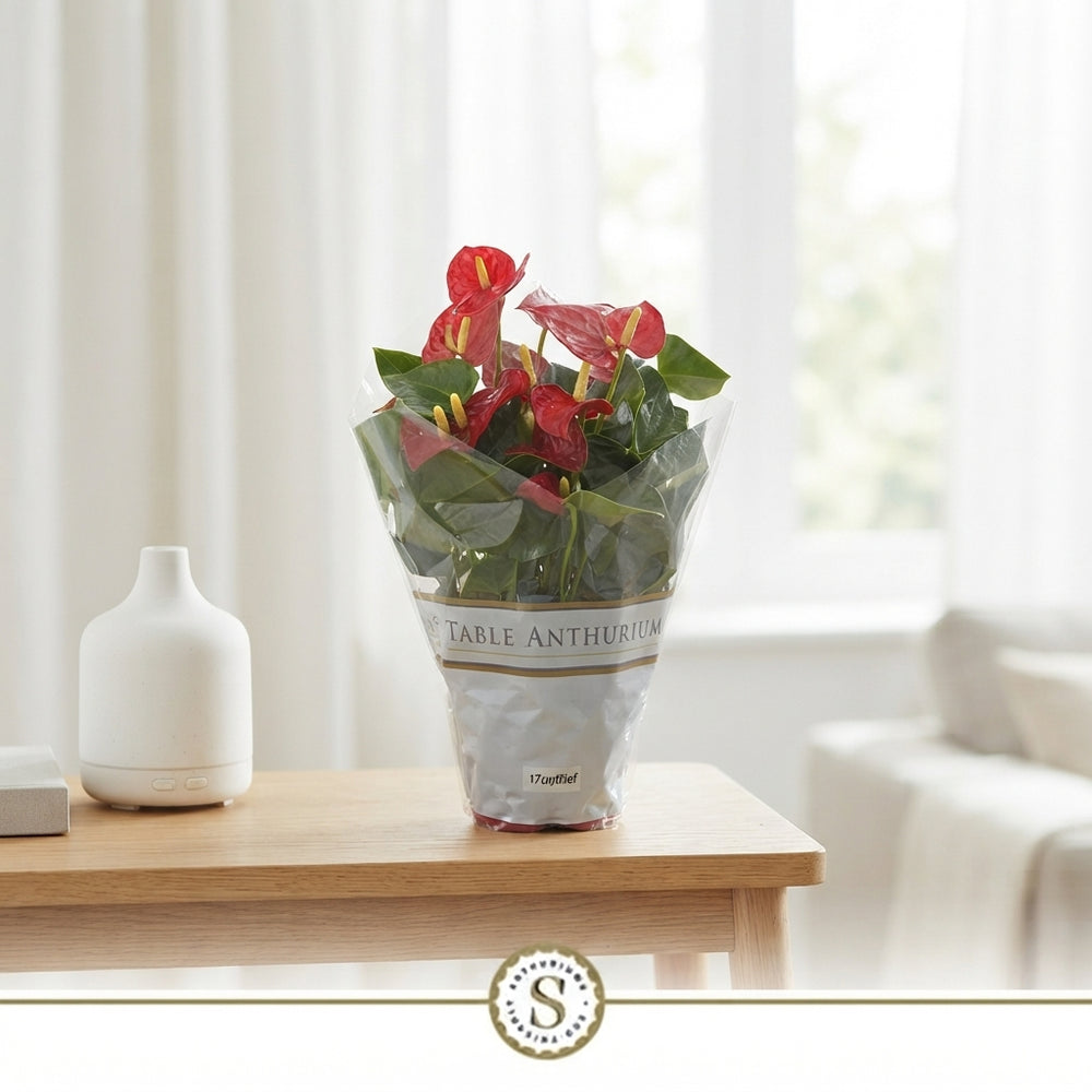 Mixed Anthurium Houseplant – 17cm Pot