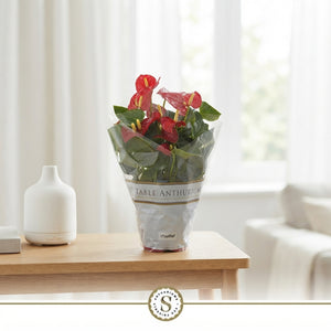 Mixed Anthurium Houseplant – 17cm Pot