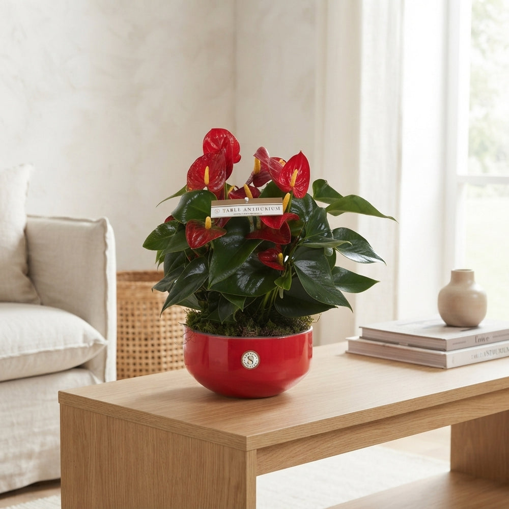 Mixed Anthurium Houseplant – 17cm Ceramic Pot