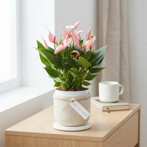Peach and Pink Anthurium – 17cm Pot