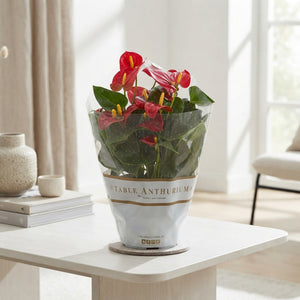 White Anthurium ‘Champion’ – 17cm Pot