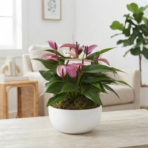 Purple Anthurium ‘Zizou’ – 17cm Ceramic Pot