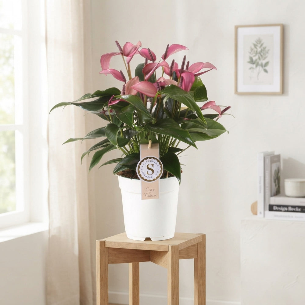 Purple Anthurium (Anthurium) – 14cm Pot, 45cm High
