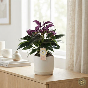 Purple Anthurium – 12cm Pot, 40cm High