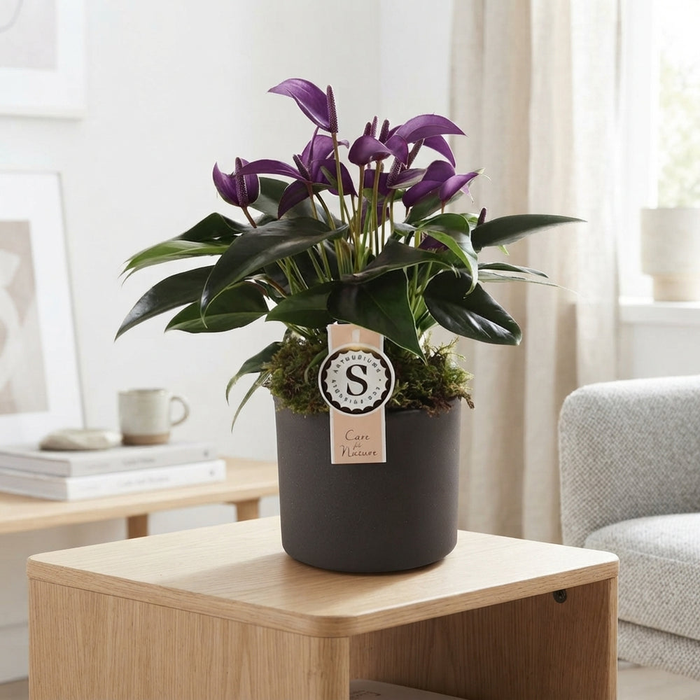 Purple Anthurium (Anthurium) – 12cm Pot, 40cm High