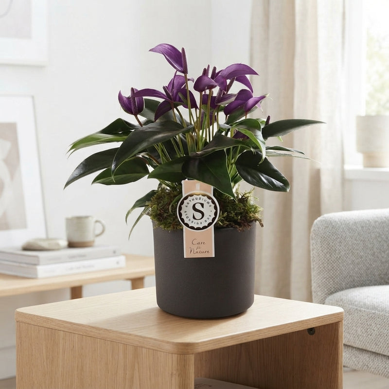 Purple Anthurium (Anthurium) – 12cm Pot, 40cm High