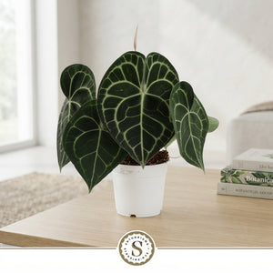 Anthurium Clarinervium – 14cm Pot, Approx. 40cm