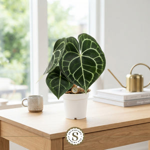 Anthurium Clarinervium – 12cm Pot, 30cm Tall