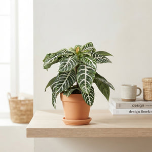 Yellow Zebra Plant (Aphelandra squarrosa) – 13cm Pot