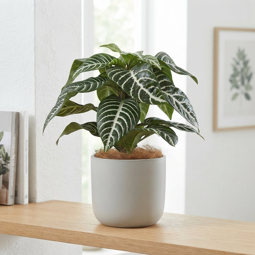 Green Zebra Plant (Aphelandra squarrosa) – 13cm Pot