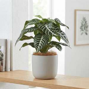 Green Zebra Plant (Aphelandra squarrosa) – 13cm Pot