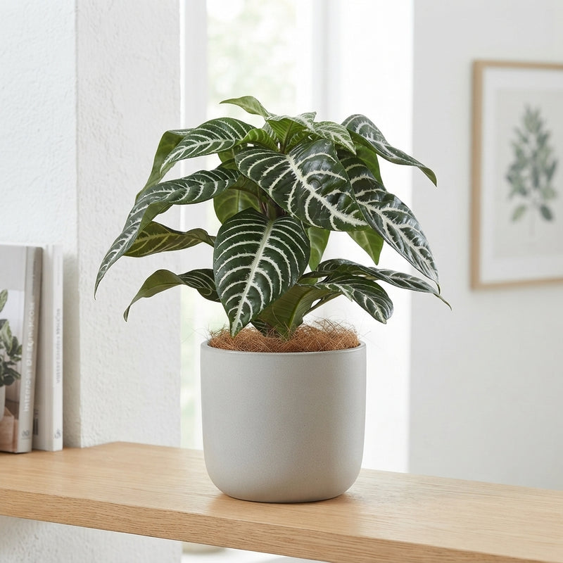 Green Zebra Plant (Aphelandra squarrosa) – 13cm Pot