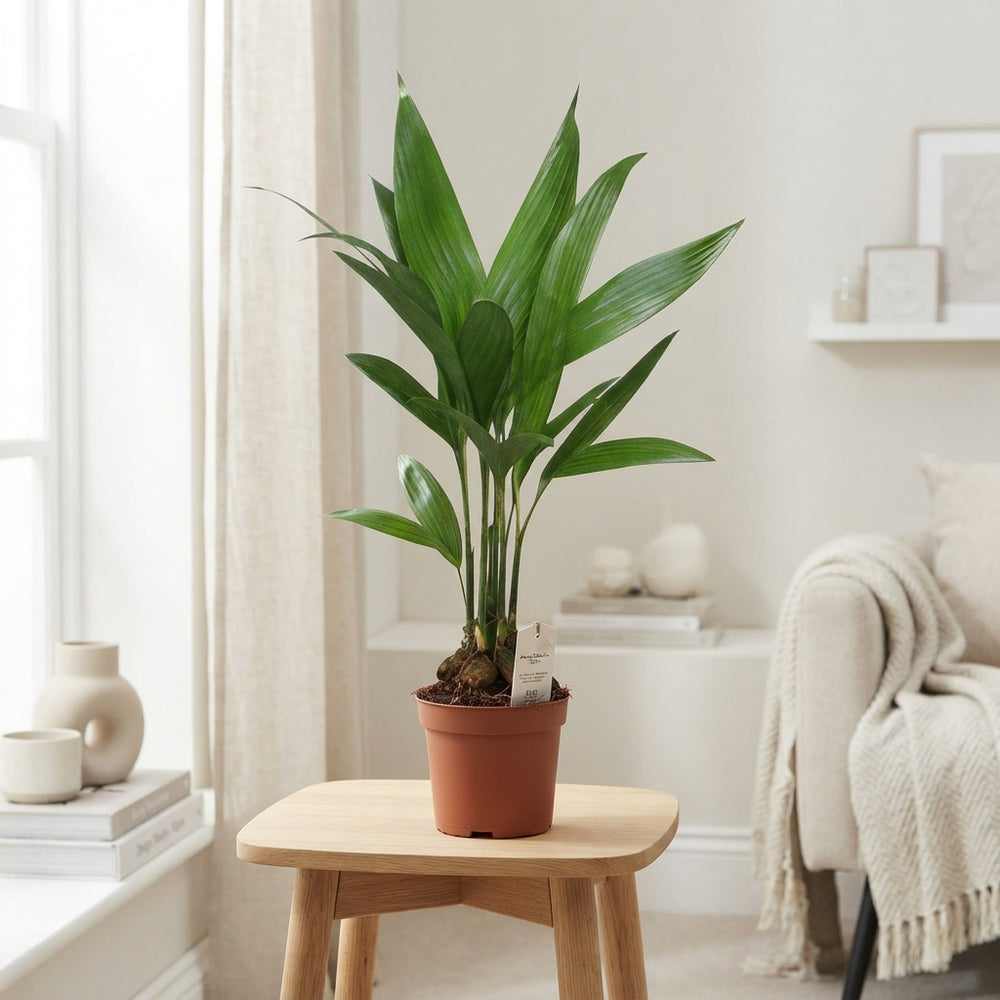 Areca Palm (Areca catechu) – 12cm Pot, 50cm Height