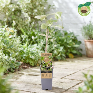 Black Chokeberry (Aronia melanocarpa) – 15cm Pot
