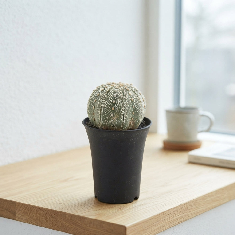 Astrophytum asterias Cactus – 11cm Pot